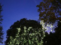 Lichtwuchs_3  Lichtwuchs, 2015. Lichtinstallation im Garten eines Privathauses in Köln, realisiert mit Derksen-Projektoren